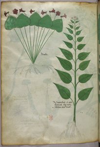 Botanical illustration, c.1440