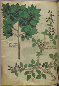 Botanical illustration, c.1440