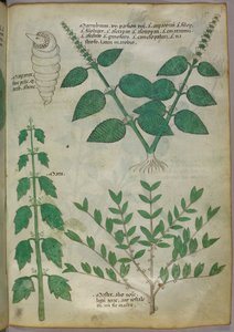 Botanical illustration, c.1440