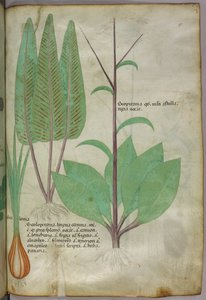 Botanical illustration, c.1440 by Italian School