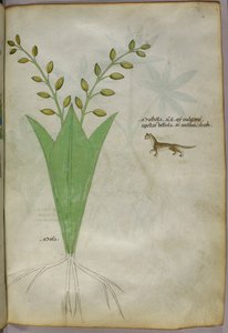 Botanical illustration, c.1440 by Italian School