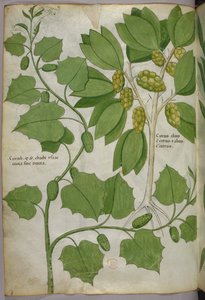 Botanical illustration, c.1440