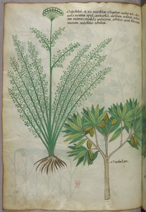Botanical illustration, c.1440