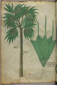 Botanical illustration, c.1440 by Italian School