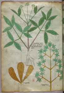 Botanical illustration, c.1440