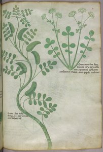 Botanical illustration, c.1440