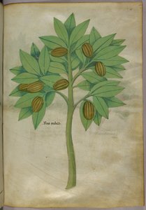 Botanical illustration by Italian School