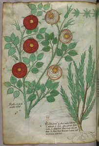 Botanical illustration