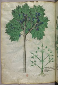 Botanical illustration of a fruit tree and a plant, c.1440