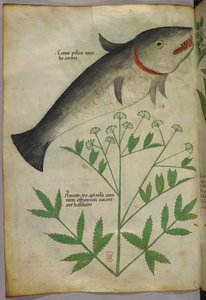 Botanical illustration of a plant and a fish, c.1440