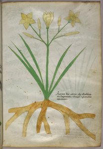 Botanical illustration of a plant, c.1440
