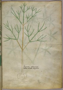 Botanical illustration of a plant, c.1440 by Italian School