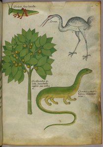 Botanical illustration of a plant, with a cricket, a crane, and a salamander