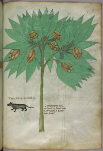 Botanical illustration of a plant with an animal, c.1440