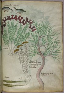 Botanical illustration of plants with birds and insects, c.1440