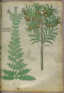 Botanical illustration of melon tree, c.1440