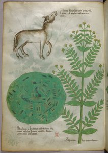 Botanical illustration of plant with horse, c.1440