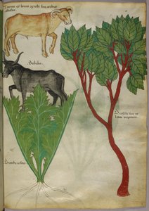 Botanical illustration of plants and bulls, c.1440