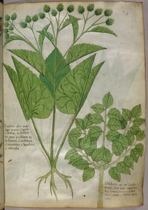 Botanical illustration of plants, c.1440