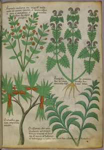 Botanical illustration of plants, c.1440