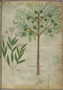 Botanical illustration of plants, c.1440