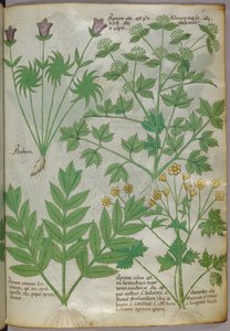 Botanical illustration of plants, c.1440