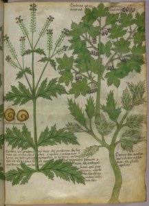 Botanical illustration of plants, c.1440 by Italian School