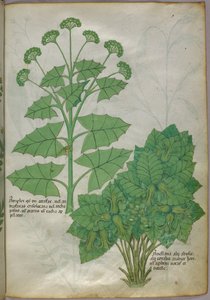 Botanical illustration of plants by Italian School