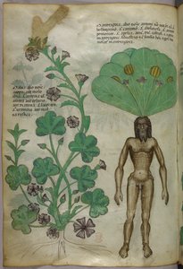 Botanical illustration of plants, including a mandrake plant with a naked male body as the root
