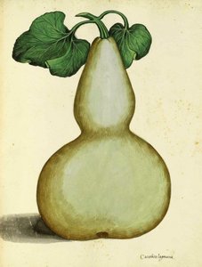 Calabash by Ulisse Aldrovandi
