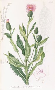 Cardus Cichoraceus and Gnaphalium Penduculare by Italian School
