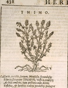 Common Thyme (Thymus vulgaris), engraving by Castore Durante by Italian School