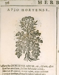 Garden Parsley (Petroselinum crispum), engraving by Castore Durante
