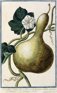 Gourd, 1772-1784 by Italian School