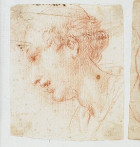 Head of a Young Man in Profile by Italian School