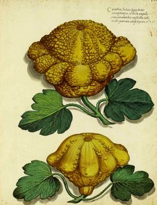 Heirloom Squash by Ulisse Aldrovandi by Italian School