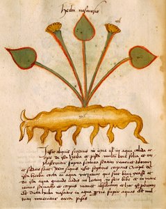 Herba Nasturzio by Orgione Rizzardo