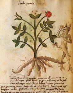 Herba Peonica