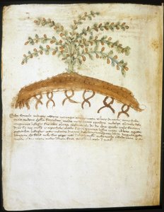 Herbarium of the 14th century. Municipal library of Rimini by Italian School