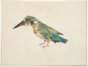 Kingfisher, c.1650-99