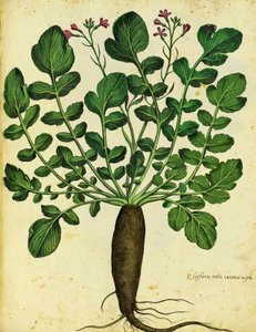 Long Black Radish by Ulisse Aldrovandi