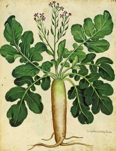 Long White Radish by Ulisse Aldrovandi