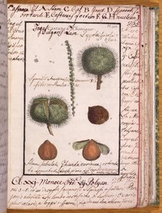 Chestnut, from Dizionario di Botanica