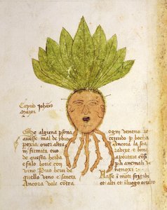 Herba Capud Johannis Mazor