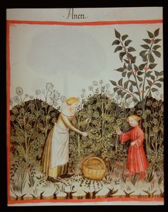 Gathering Dill, Tacuinum Sanitatis Codex Vindobonensis by Italian School