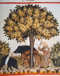 Harvesting Acorns, from Tacuinum Sanitatis Codex Vindobonensis