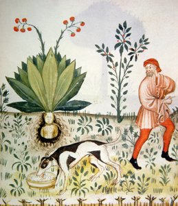 Mandrake, from Tacuinum Sanitatis