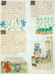 Page from the Tractatus de Herbis by Dioscorides Pedanius by Italian School