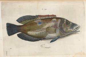 Papagallo (Nematistius pectoralis), illustration from 