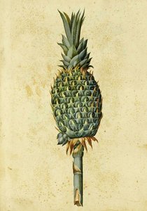 Pineapple by Ulisse Aldrovandi by Italian School
